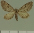  (Eupithecia JLC00471Zw - JLC ZW Lep 00471)  @11 [ ] Copyright (2010) Unspecified Research Collection of Juergen Lenz