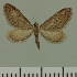  (Eupithecia JLC00472Zw - JLC ZW Lep 00472)  @11 [ ] Copyright (2010) Unspecified Research Collection of Juergen Lenz
