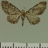  (Eupithecia JLC00474Zw - JLC ZW Lep 00474)  @12 [ ] Copyright (2010) Unspecified Research Collection of Juergen Lenz