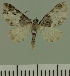  ( - JLC ZW Lep 00475)  @13 [ ] Copyright (2010) Unspecified Research Collection of Juergen Lenz