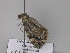  ( - BC ZSM Lep 29886)  @12 [ ] CreativeCommons - Attribution Non-Commercial Share-Alike (2010) Unspecified SNSB, Zoologische Staatssammlung Muenchen
