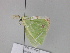  (Comibaena ornatariaAH01Ch - BC ZSM Lep 29889)  @12 [ ] CreativeCommons - Attribution Non-Commercial Share-Alike (2010) Unspecified SNSB, Zoologische Staatssammlung Muenchen