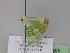  (Comibaena ornatariaAH02Ch - BC ZSM Lep 29895)  @11 [ ] CreativeCommons - Attribution Non-Commercial Share-Alike (2010) Unspecified SNSB, Zoologische Staatssammlung Muenchen