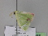  (Comibaena pictipennisAH01Ch - BC ZSM Lep 29896)  @12 [ ] CreativeCommons - Attribution Non-Commercial Share-Alike (2010) Unspecified SNSB, Zoologische Staatssammlung Muenchen