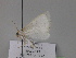  ( - BC ZSM Lep 29900)  @13 [ ] CreativeCommons - Attribution Non-Commercial Share-Alike (2010) Unspecified SNSB, Zoologische Staatssammlung Muenchen