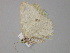  ( - BC ZSM Lep 29903)  @12 [ ] CreativeCommons - Attribution Non-Commercial Share-Alike (2010) Unspecified SNSB, Zoologische Staatssammlung Muenchen