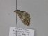  (Catarhoe AH01Ch - BC ZSM Lep 29910)  @13 [ ] CreativeCommons - Attribution Non-Commercial Share-Alike (2010) Unspecified SNSB, Zoologische Staatssammlung Muenchen