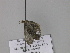  ( - BC ZSM Lep 29912)  @12 [ ] CreativeCommons - Attribution Non-Commercial Share-Alike (2010) Unspecified SNSB, Zoologische Staatssammlung Muenchen