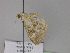  (Laciniodes plurilinearia - BC ZSM Lep 29914)  @12 [ ] CreativeCommons - Attribution Non-Commercial Share-Alike (2010) Unspecified SNSB, Zoologische Staatssammlung Muenchen