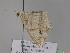  (Macaria AH01Ch - BC ZSM Lep 29920)  @13 [ ] CreativeCommons - Attribution Non-Commercial Share-Alike (2010) Unspecified SNSB, Zoologische Staatssammlung Muenchen