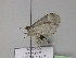  ( - BC ZSM Lep 29924)  @12 [ ] CreativeCommons - Attribution Non-Commercial Share-Alike (2010) Unspecified SNSB, Zoologische Staatssammlung Muenchen