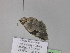  ( - BC ZSM Lep 29925)  @12 [ ] CreativeCommons - Attribution Non-Commercial Share-Alike (2010) Unspecified SNSB, Zoologische Staatssammlung Muenchen