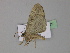  ( - BC ZSM Lep 29939)  @12 [ ] CreativeCommons - Attribution Non-Commercial Share-Alike (2010) Unspecified SNSB, Zoologische Staatssammlung Muenchen