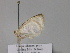  ( - BC ZSM Lep 29940)  @13 [ ] CreativeCommons - Attribution Non-Commercial Share-Alike (2010) Unspecified SNSB, Zoologische Staatssammlung Muenchen