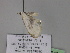  ( - BC ZSM Lep 29942)  @13 [ ] CreativeCommons - Attribution Non-Commercial Share-Alike (2010) Unspecified SNSB, Zoologische Staatssammlung Muenchen