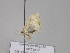  (Agnibesa AH01Ch - BC ZSM Lep 29944)  @12 [ ] CreativeCommons - Attribution Non-Commercial Share-Alike (2010) Unspecified SNSB, Zoologische Staatssammlung Muenchen