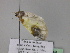  (Agnibesa pictaria - BC ZSM Lep 29946)  @12 [ ] CreativeCommons - Attribution Non-Commercial Share-Alike (2010) Unspecified SNSB, Zoologische Staatssammlung Muenchen