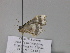  (Macrohastina - BC ZSM Lep 29950)  @12 [ ] CreativeCommons - Attribution Non-Commercial Share-Alike (2010) Unspecified SNSB, Zoologische Staatssammlung Muenchen