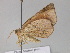  ( - BC ZSM Lep 29955)  @12 [ ] CreativeCommons - Attribution Non-Commercial Share-Alike (2010) Unspecified SNSB, Zoologische Staatssammlung Muenchen