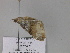  (Protonebula cupreata - BC ZSM Lep 29967)  @12 [ ] CreativeCommons - Attribution Non-Commercial Share-Alike (2010) Unspecified SNSB, Zoologische Staatssammlung Muenchen
