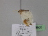  ( - BC ZSM Lep 29969)  @13 [ ] CreativeCommons - Attribution Non-Commercial Share-Alike (2010) Unspecified SNSB, Zoologische Staatssammlung Muenchen