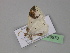  ( - BC ZSM Lep 29970)  @13 [ ] CreativeCommons - Attribution Non-Commercial Share-Alike (2010) Unspecified SNSB, Zoologische Staatssammlung Muenchen
