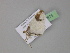  ( - BC ZSM Lep 29971)  @13 [ ] CreativeCommons - Attribution Non-Commercial Share-Alike (2010) Unspecified SNSB, Zoologische Staatssammlung Muenchen
