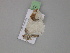  ( - BC ZSM Lep 29972)  @13 [ ] CreativeCommons - Attribution Non-Commercial Share-Alike (2010) Unspecified SNSB, Zoologische Staatssammlung Muenchen