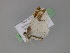  ( - BC ZSM Lep 29974)  @13 [ ] CreativeCommons - Attribution Non-Commercial Share-Alike (2010) Unspecified SNSB, Zoologische Staatssammlung Muenchen