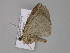  (Astygisa AH01Ch - BC ZSM Lep 29975)  @12 [ ] CreativeCommons - Attribution Non-Commercial Share-Alike (2010) Unspecified SNSB, Zoologische Staatssammlung Muenchen