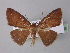  ( - BC ZSM Lep 32638)  @14 [ ] CreativeCommons - Attribution Non-Commercial Share-Alike (2010) Unspecified SNSB, Zoologische Staatssammlung Muenchen