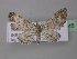  (Eupithecia AH03Ec - BC ZSM Lep 32645)  @13 [ ] CreativeCommons - Attribution Non-Commercial Share-Alike (2010) Unspecified SNSB, Zoologische Staatssammlung Muenchen