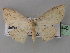 (Cyclophora AH01Ec - BC ZSM Lep 32648)  @14 [ ] CreativeCommons - Attribution Non-Commercial Share-Alike (2010) Unspecified SNSB, Zoologische Staatssammlung Muenchen