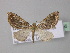  ( - BC ZSM Lep 32656)  @13 [ ] CreativeCommons - Attribution Non-Commercial Share-Alike (2010) Unspecified SNSB, Zoologische Staatssammlung Muenchen
