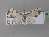  ( - BC ZSM Lep 32666)  @12 [ ] CreativeCommons - Attribution Non-Commercial Share-Alike (2010) Unspecified SNSB, Zoologische Staatssammlung Muenchen
