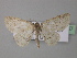  ( - BC ZSM Lep 32667)  @14 [ ] CreativeCommons - Attribution Non-Commercial Share-Alike (2010) Unspecified SNSB, Zoologische Staatssammlung Muenchen