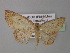  (Cyclophora AH02Ec - BC ZSM Lep 32668)  @11 [ ] CreativeCommons - Attribution Non-Commercial Share-Alike (2010) Unspecified SNSB, Zoologische Staatssammlung Muenchen