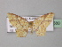  ( - BC ZSM Lep 32680)  @14 [ ] CreativeCommons - Attribution Non-Commercial Share-Alike (2010) Unspecified SNSB, Zoologische Staatssammlung Muenchen