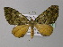  (Euphyia AH01Ec - BC ZSM Lep 32681)  @14 [ ] CreativeCommons - Attribution Non-Commercial Share-Alike (2010) Unspecified SNSB, Zoologische Staatssammlung Muenchen