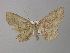  (Isochromodes palumbataAH05Ec - BC ZSM Lep 32690)  @14 [ ] CreativeCommons - Attribution Non-Commercial Share-Alike (2010) Unspecified SNSB, Zoologische Staatssammlung Muenchen