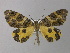  ( - BC ZSM Lep 32692)  @13 [ ] CreativeCommons - Attribution Non-Commercial Share-Alike (2010) Unspecified SNSB, Zoologische Staatssammlung Muenchen