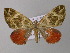  (Spargania leucocymaAH01Ec - BC ZSM Lep 32695)  @14 [ ] CreativeCommons - Attribution Non-Commercial Share-Alike (2010) Unspecified SNSB, Zoologische Staatssammlung Muenchen