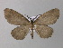  ( - BC ZSM Lep 32696)  @14 [ ] CreativeCommons - Attribution Non-Commercial Share-Alike (2010) Unspecified SNSB, Zoologische Staatssammlung Muenchen