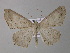  (Isochromodes AH02Ec - BC ZSM Lep 32699)  @11 [ ] CreativeCommons - Attribution Non-Commercial Share-Alike (2010) Unspecified SNSB, Zoologische Staatssammlung Muenchen