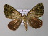  (Euphyia AH02Ec - BC ZSM Lep 32701)  @13 [ ] CreativeCommons - Attribution Non-Commercial Share-Alike (2010) Unspecified SNSB, Zoologische Staatssammlung Muenchen