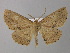  (Isochromodes GB07Ec - BC ZSM Lep 32703)  @14 [ ] CreativeCommons - Attribution Non-Commercial Share-Alike (2010) Unspecified SNSB, Zoologische Staatssammlung Muenchen