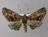  ( - BC ZSM Lep 32706)  @14 [ ] CreativeCommons - Attribution Non-Commercial Share-Alike (2010) Unspecified SNSB, Zoologische Staatssammlung Muenchen