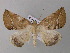  (Bassania AH01Ec - BC ZSM Lep 32708)  @15 [ ] CreativeCommons - Attribution Non-Commercial Share-Alike (2010) Unspecified SNSB, Zoologische Staatssammlung Muenchen