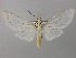  (Amerila bubo - BC ZSM Lep 32884)  @14 [ ] CreativeCommons - Attribution Non-Commercial Share-Alike (2010) Unspecified SNSB, Zoologische Staatssammlung Muenchen