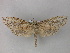  (Xyleutes capensisAH01Ug - BC ZSM Lep 32888)  @13 [ ] CreativeCommons - Attribution Non-Commercial Share-Alike (2010) Unspecified SNSB, Zoologische Staatssammlung Muenchen